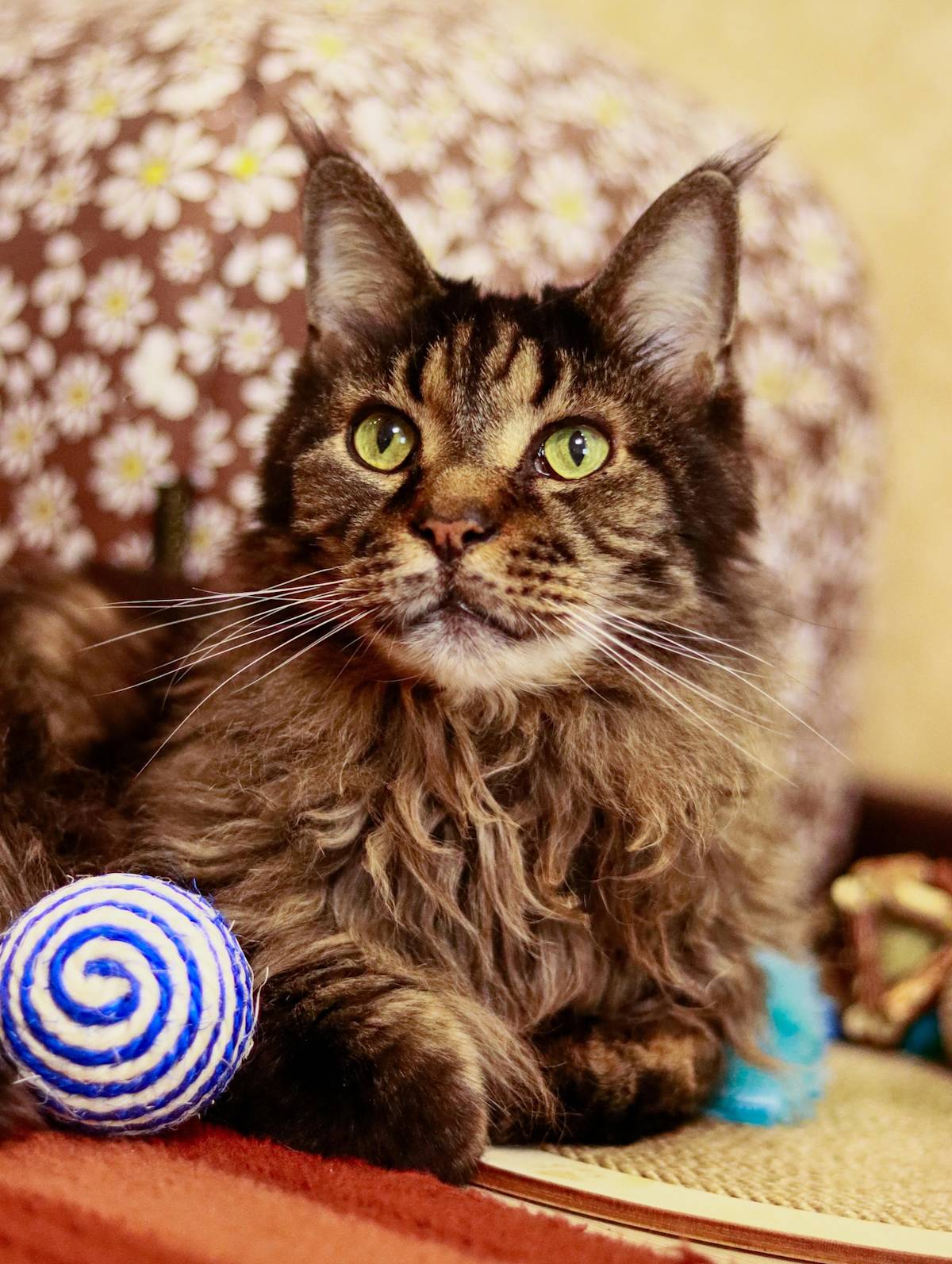 a picture of a fluffy cat lying next to a ball without touching it