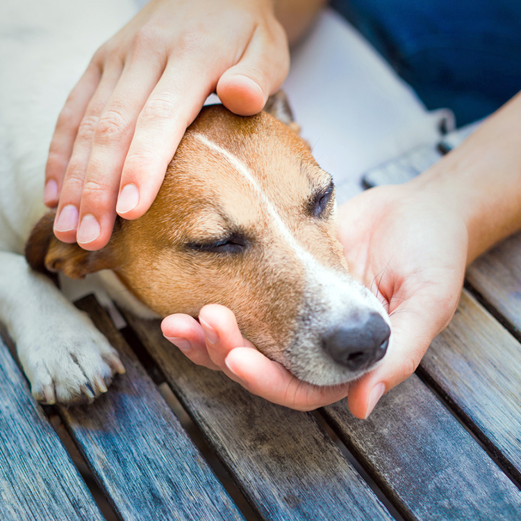 Pet owner petting their