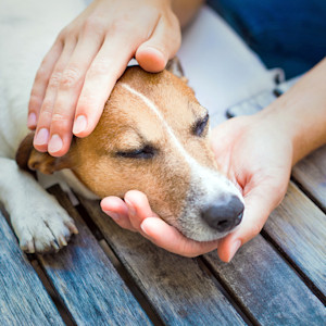 Pet owner petting their