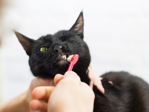 Cute black cat with short fur grimacing as her anonymous owner is brushing her teeth with a toothbrush to maintain good dental health.
