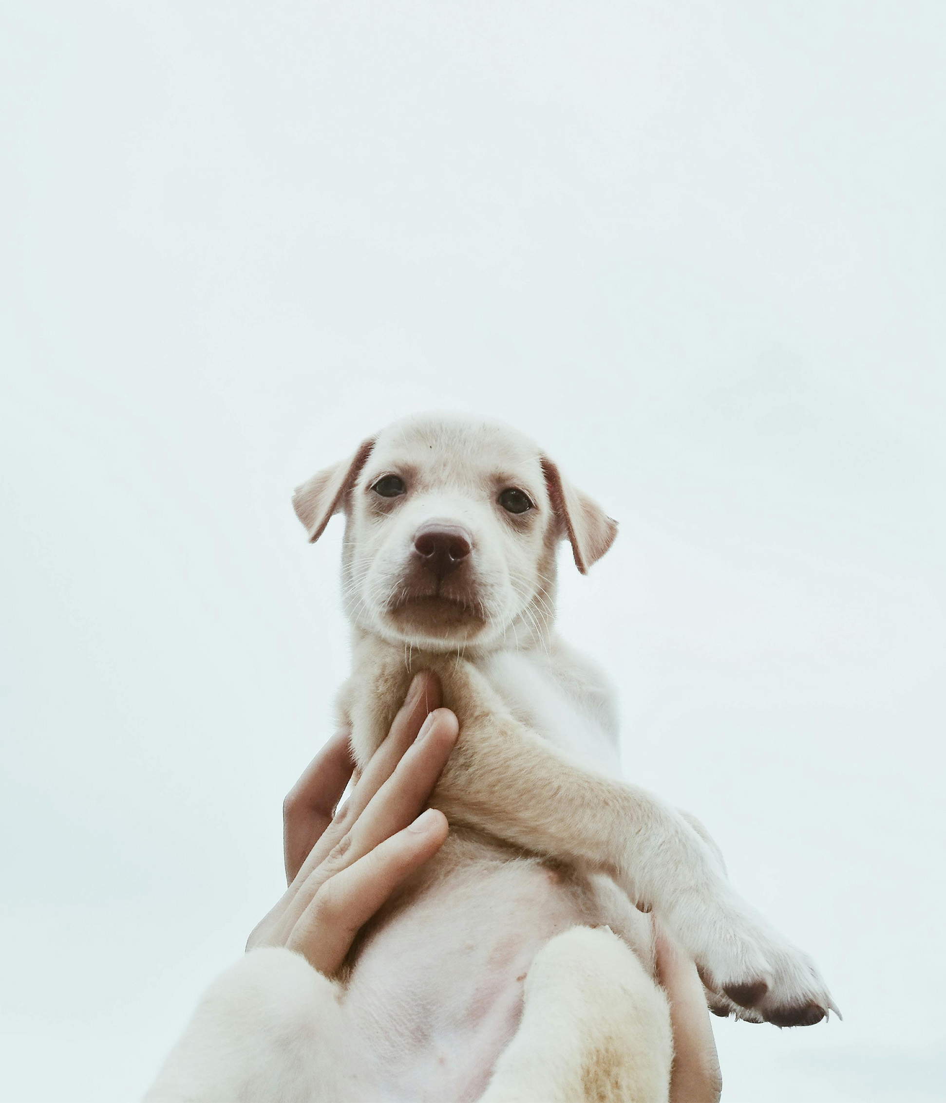 golden puppy lifted in the air