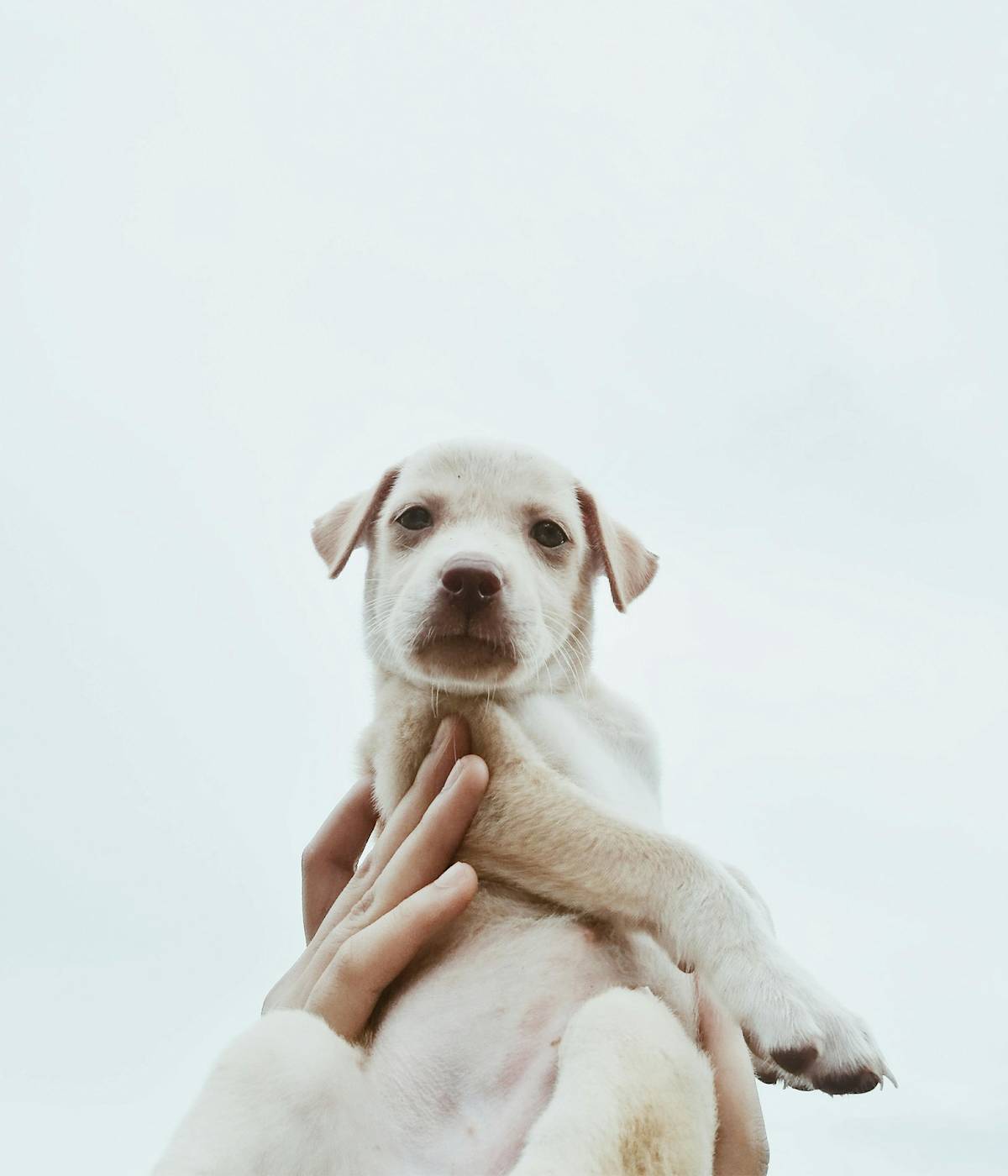 golden puppy lifted in the air