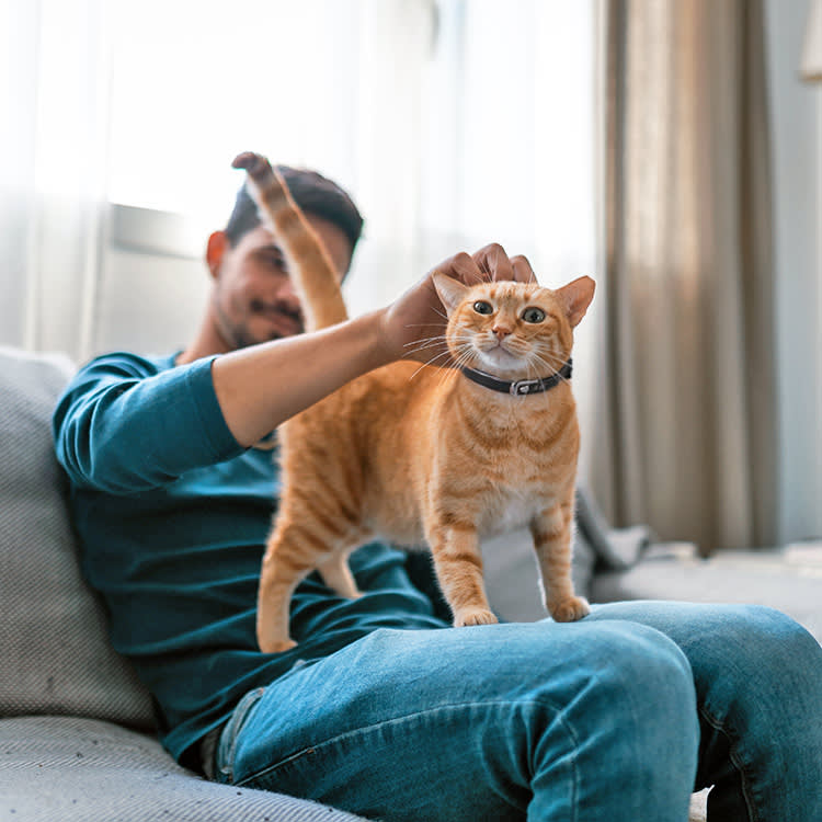Man petting his orange cat at home.