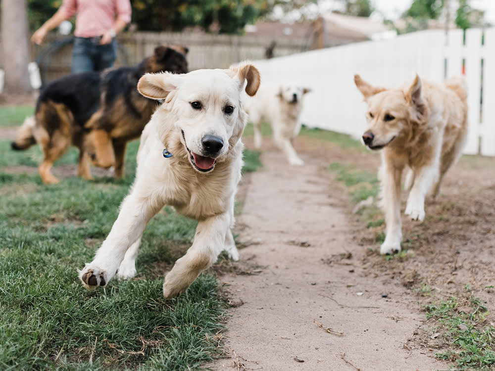 How to Start a Professional Dog-Walking Service · The Wildest