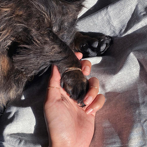 hand holding a dog's hand