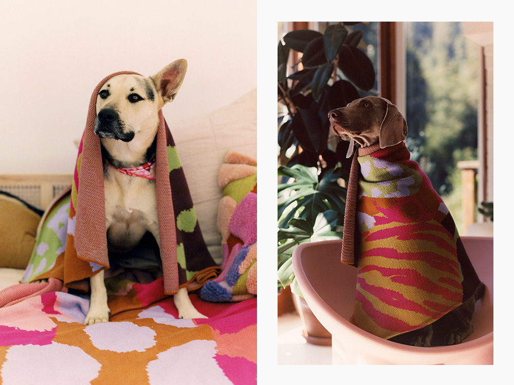 dogs wrapped in colorful sweaters