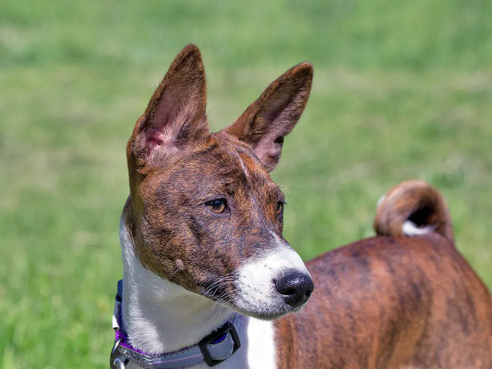 A brown-and-white dog looks alert on a bed of grass.