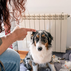 Woman scolding her dog at home.
