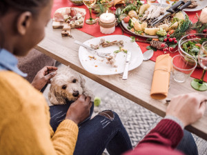 dog hiding under christmas dinner table eating scraps