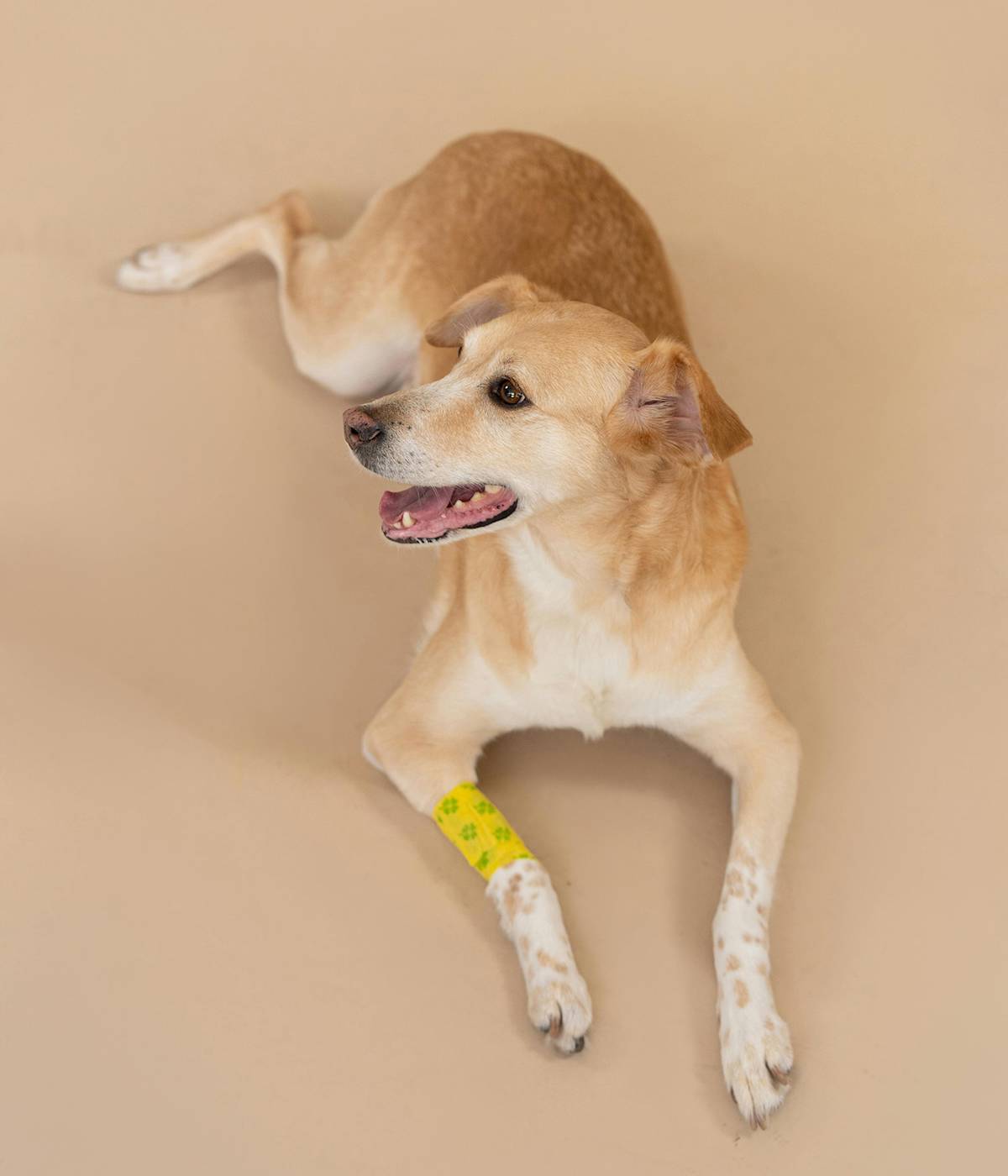 brown dog with a yellow bandage on their leg