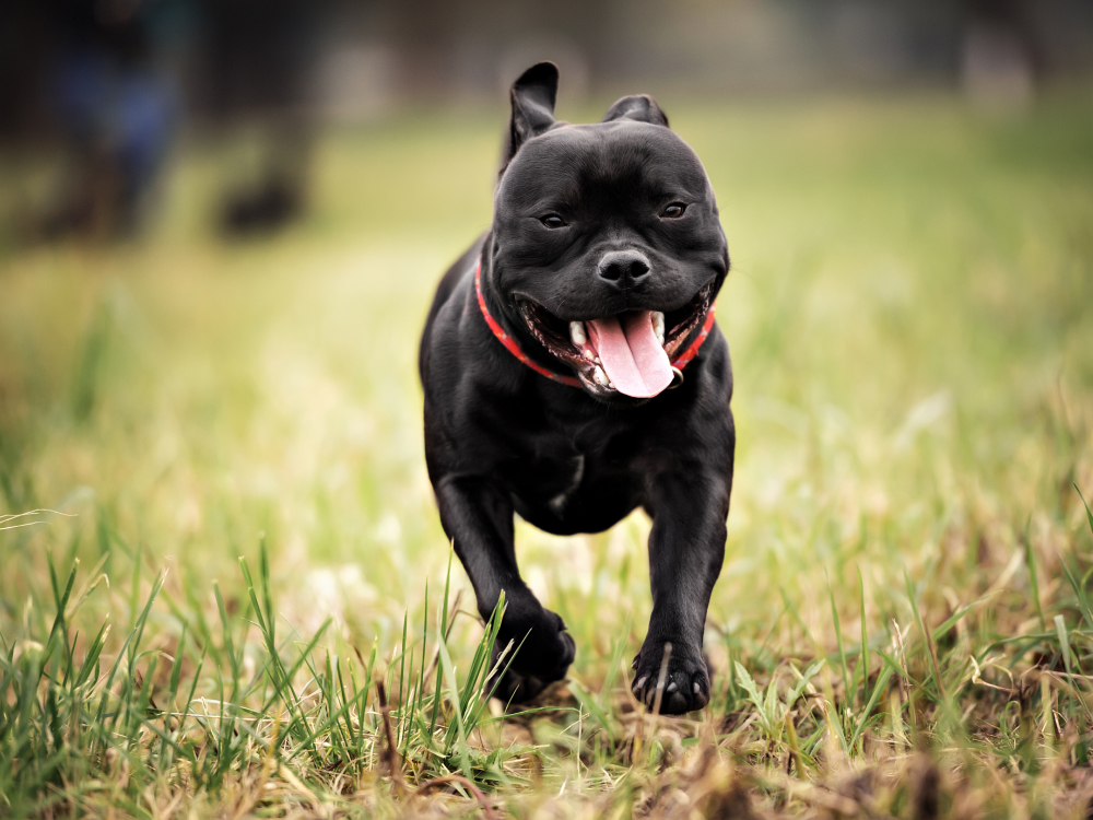Staffordshire Bull Terrier