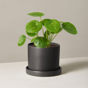 Pilea Peperomioides, commonly known as a Money Plant