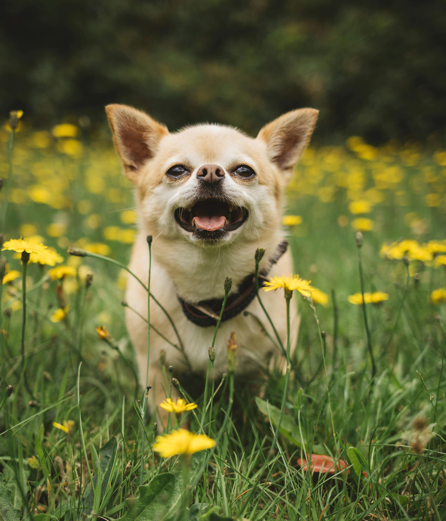 dog running through field with dandelions 