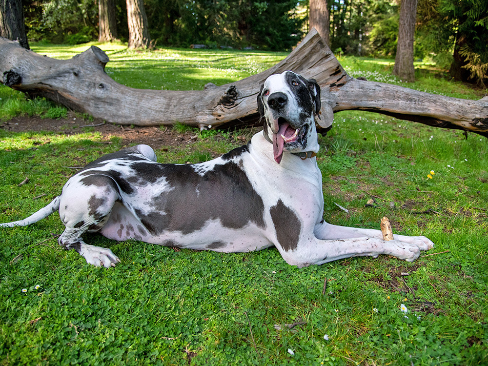 Large dog with black markings on a white coat chews on a stick in a park with a fallen tree behind them.