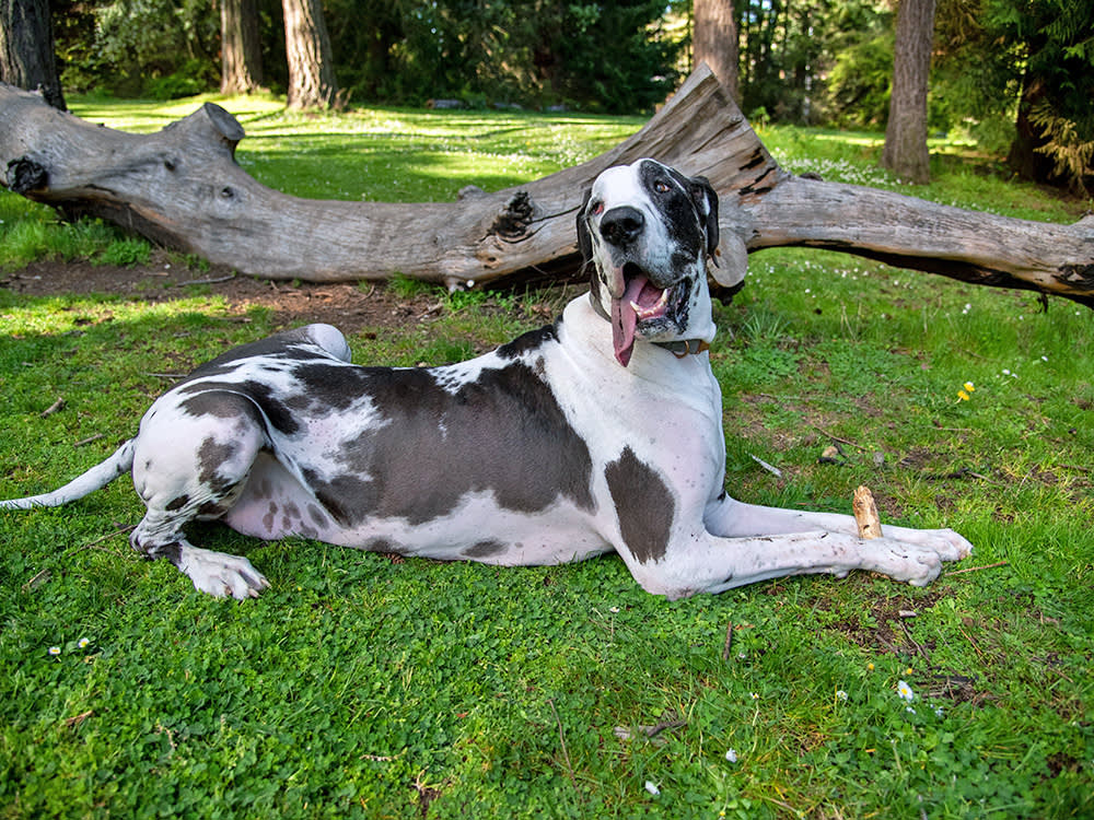 Large dog with black markings on a white coat chews on a stick in a park with a fallen tree behind them.