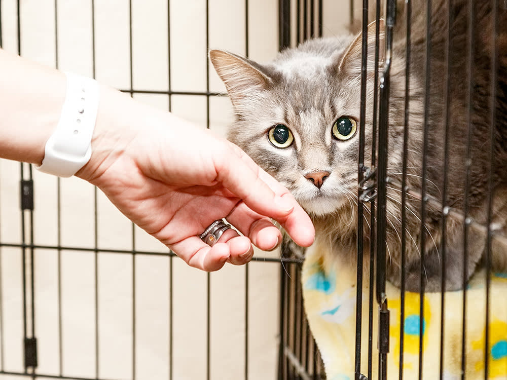 A hand reaching towards a cat peaking out of a cage. 