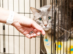 A hand reaching towards a cat peaking out of a cage. 