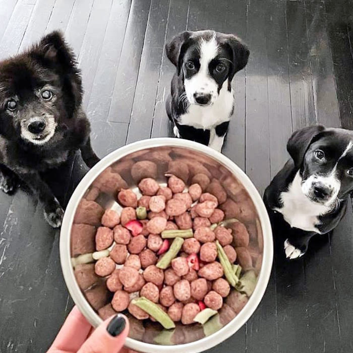 three dogs look up at a Spot & Tango food bowl 