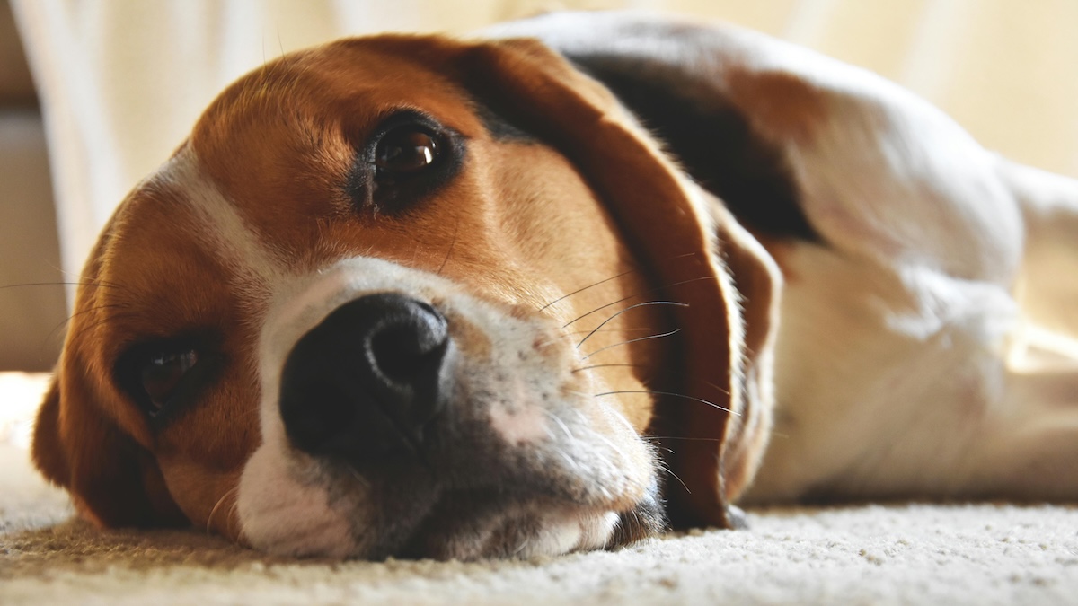 a close up of a sad looking beagle