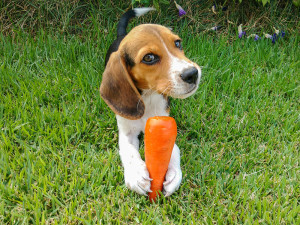 can a beagle eat strawberries