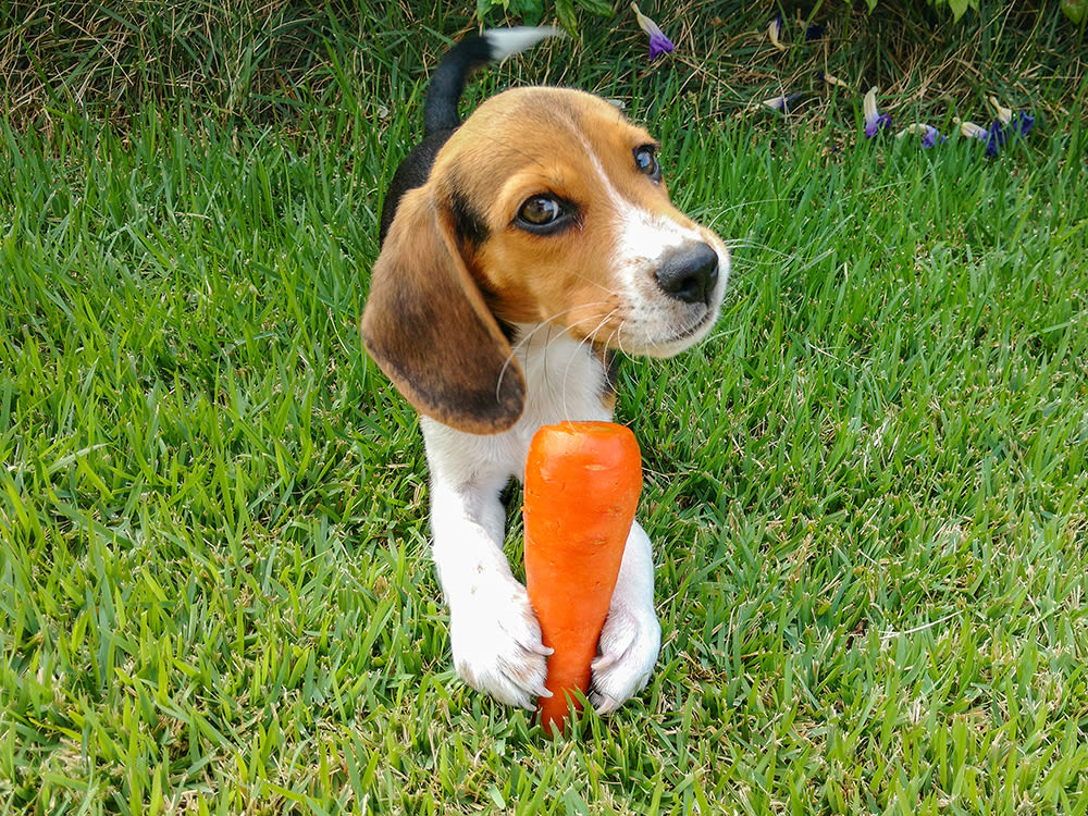 Beagle puppy dog holding a peeled carrot in its front paws sitting in the grass