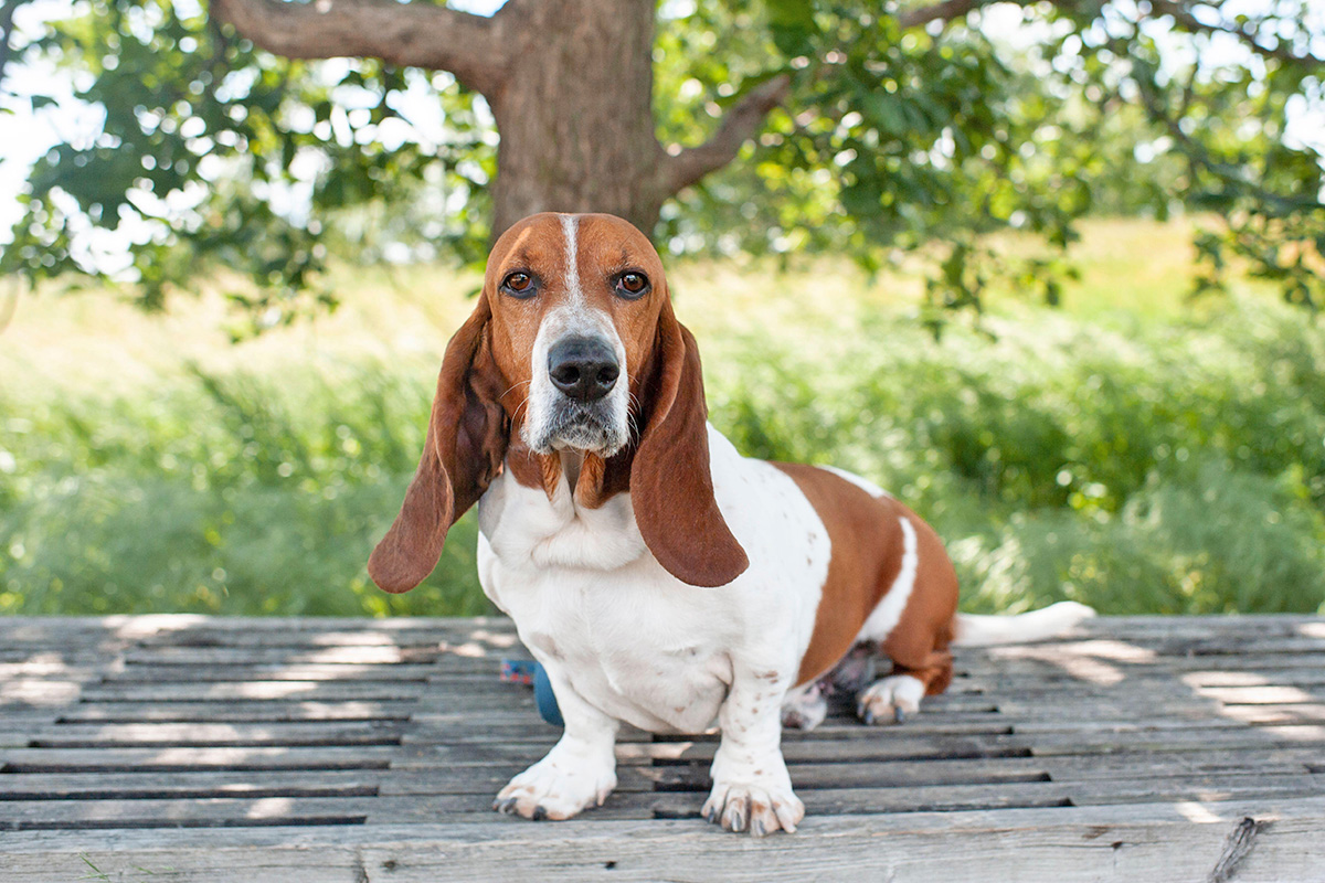 Bassett Hound