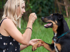 Blonde woman testing dog with treats