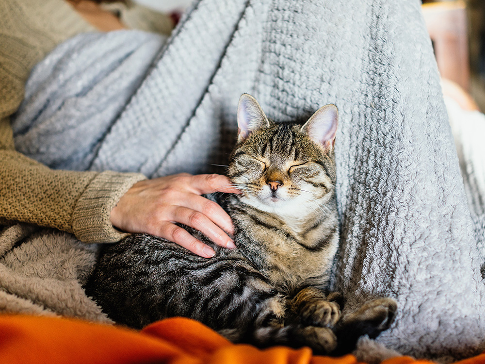 Cute cat nuzzling someone at home.