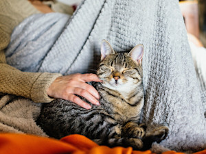 Cute cat nuzzling someone at home.