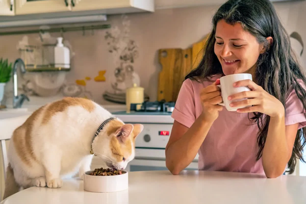 Person watching a cat eat