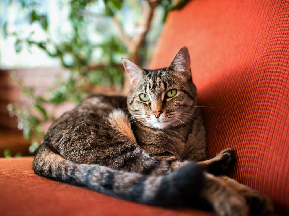 Brown Gray Cat Lounging on Red Arm Chair Near Green Plant