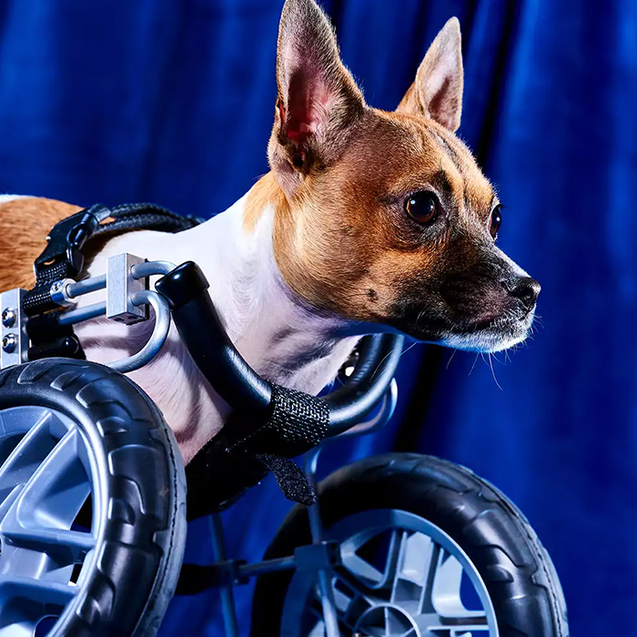 a small dog using wheels 