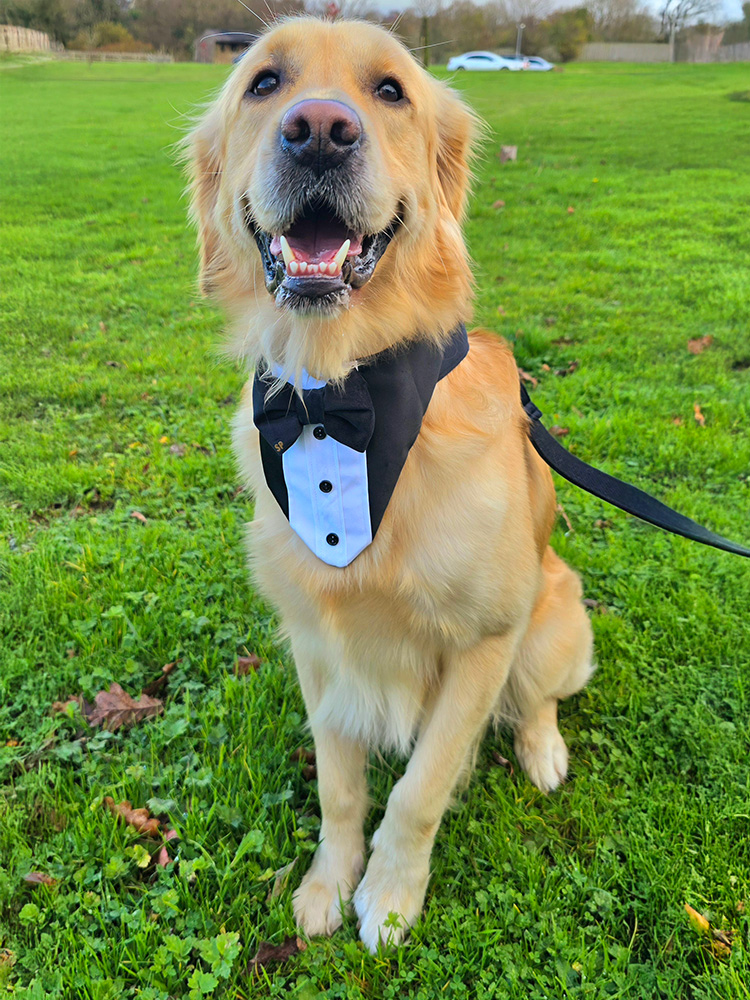 Dog in a tuxedo collar