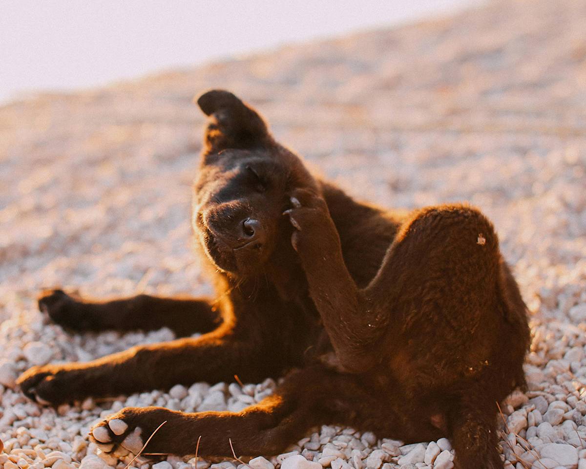 Dog scratching their head on a pebble beach