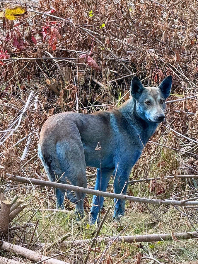 Dogs in Chernobyl are turning blue — but it's not nuclear radiation. Turns out, they've been rolling in chemicals from an old portapotty. 