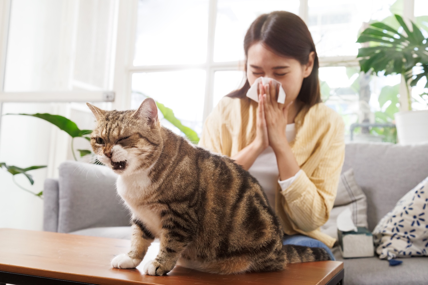 a picture of a woman sneezing into a tissue and a tabby cat sneezing in front of her