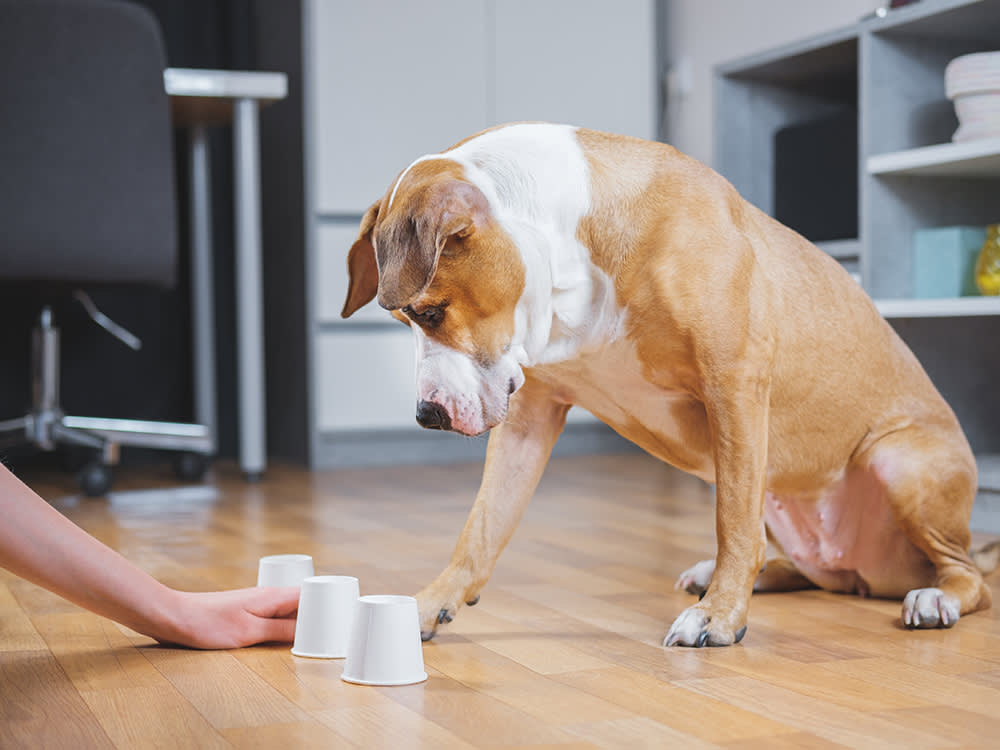 How to Keep Your Dog Engaged: 9 Dog Enrichment Ideas