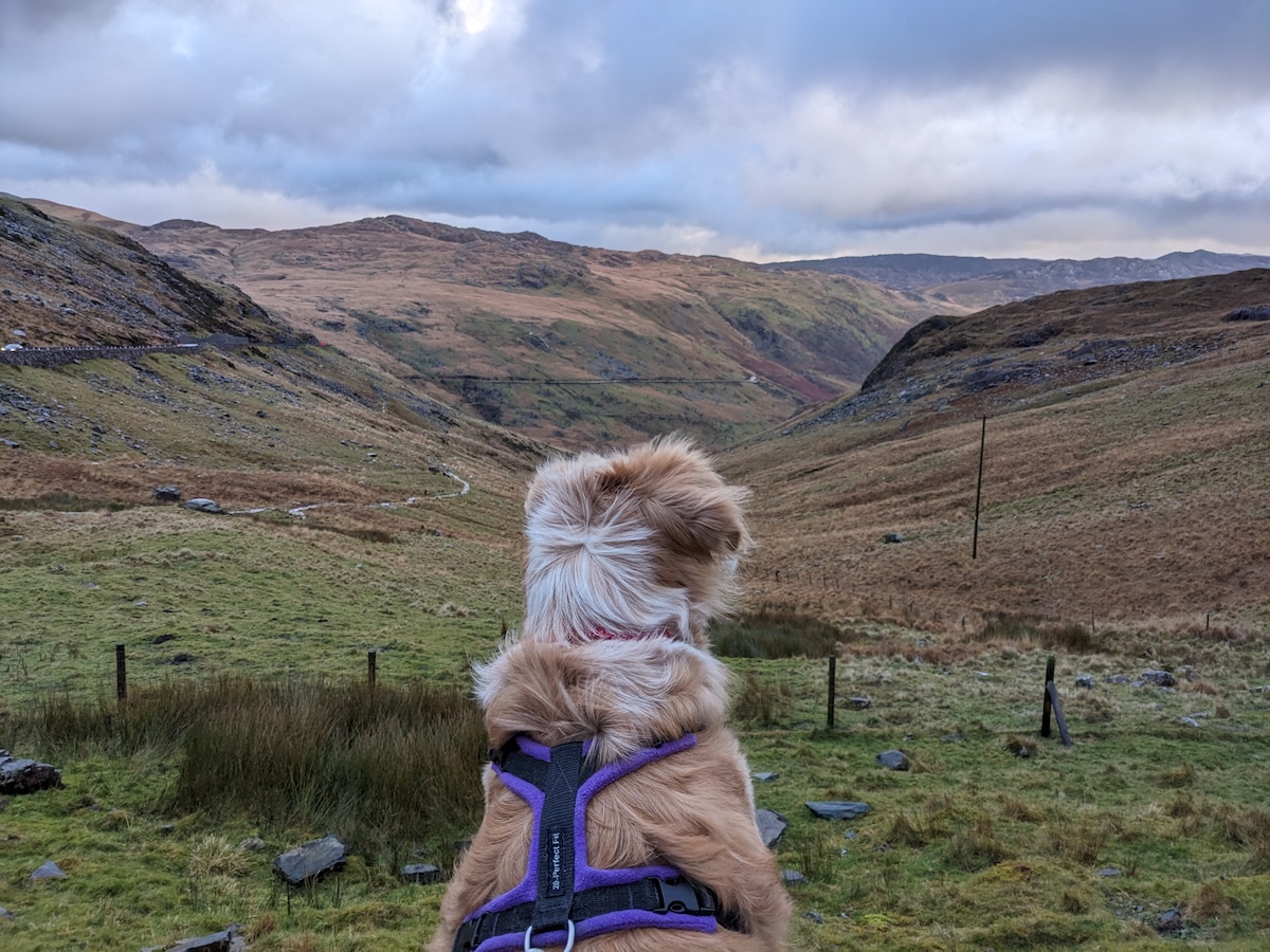 a dog in snowdonia with fur blowing in wind
