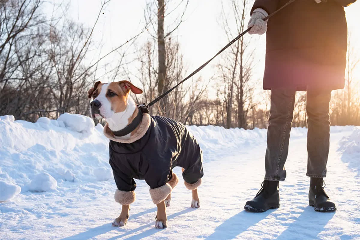 Dog on a winter walk
