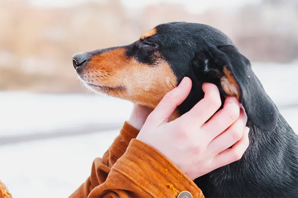 Person petting Dachshund