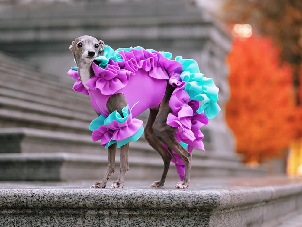 Tika the Iggy (Greyhound dog) wearing custom TEGEL ATELIER for her second look at Vancouver Fashion Week.