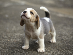 Beagle Bf Xxx - dog Â· The Wildest