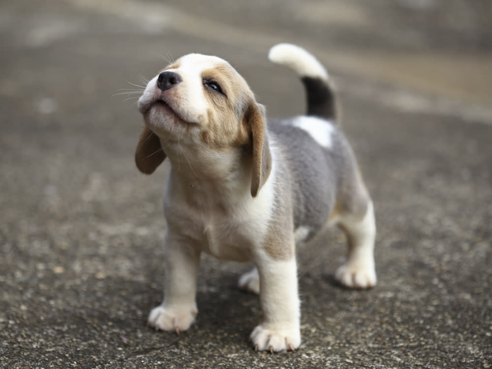 cute puppy standing outside