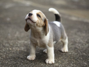 single puppy standing outside