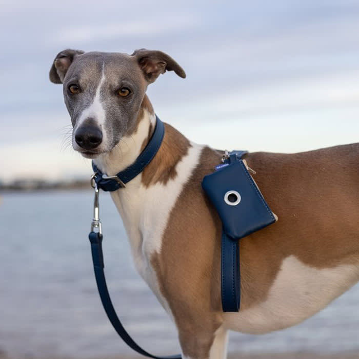 dog with a navy collar by water