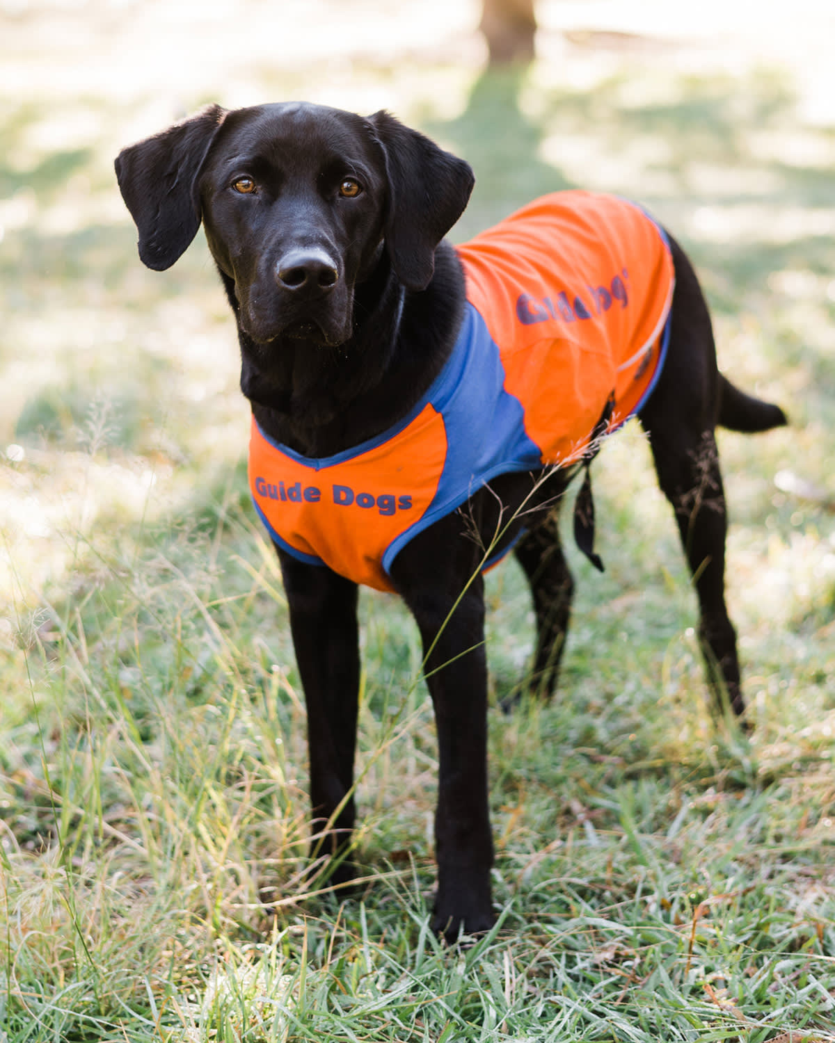 black Labrador wearing a guide dog jacket
