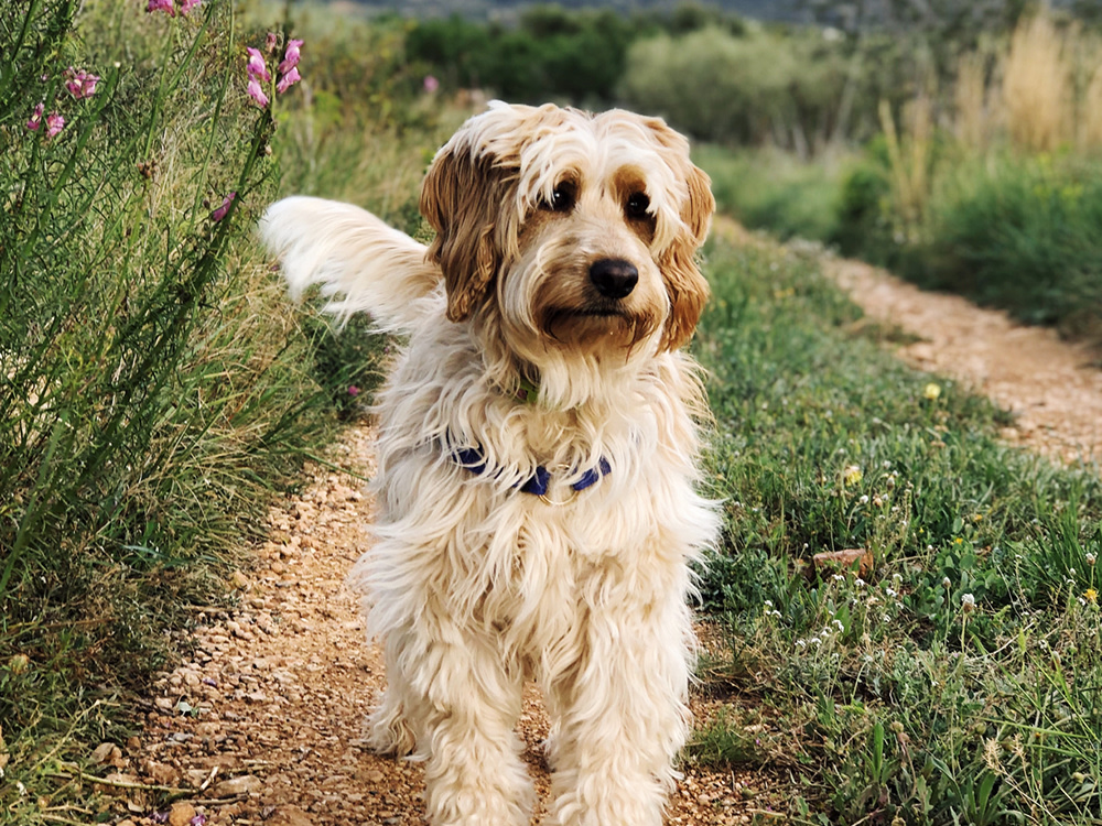 Dog standing on dry, gravel path near wildflowers
