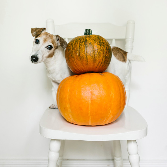 A white and brown Jack Russel Terrier dog standing on a white wooden chair behind two stacked pumpkins on the chair with him
