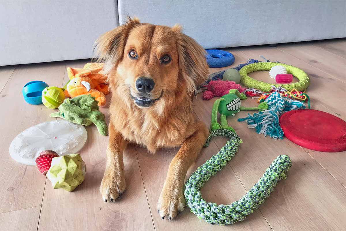 dog surrounded by toys