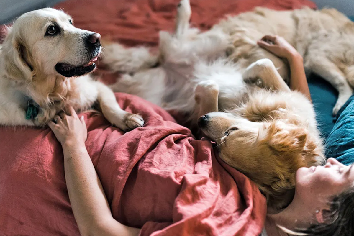 Dog leaping on person